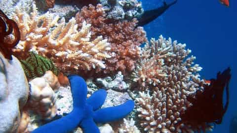 Great Barrier Reef Cruise Port