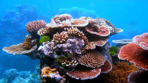Great Barrier Reef Cruise Port