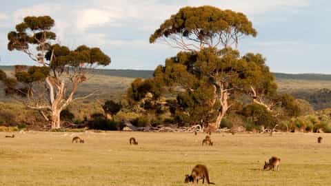 Kangaroo Island Cruise Port