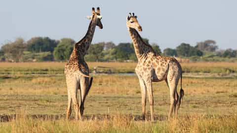 Chobe National Park Cruise Port