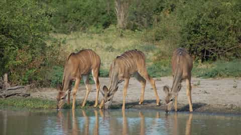 Chobe National Park Cruise Port