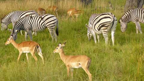 Chobe National Park Cruise Port