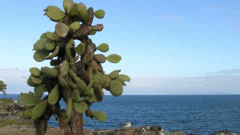 Santa Fe Island Cruise Port