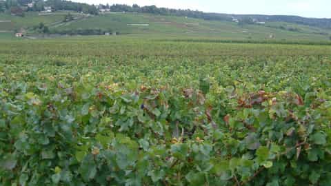 Beaune Cruise Port Guide: Burgundy Wine & Expert Shore Tips