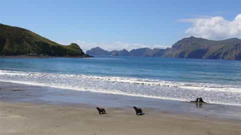 Campbell Island NZ Cruise Port