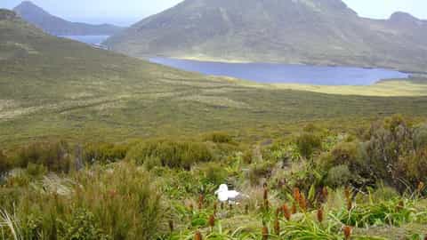 Campbell Island NZ Cruise Port