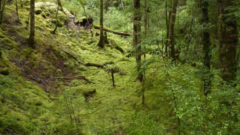 Fiordland National Park Cruise Port