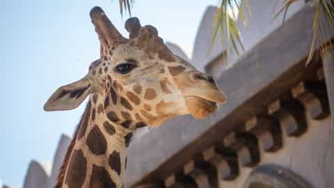 Abu Dhabi Cruise Port: Shore Excursions & Expert Guide