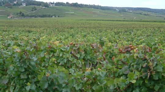 Avalon Waterways - 10 Days One-Way from Paris City to Arles