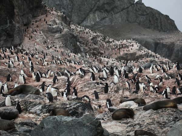 penguin seal colony rocky shore