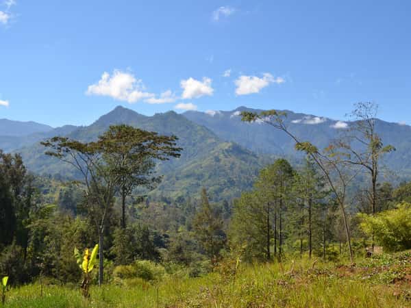 mountains forest landscape