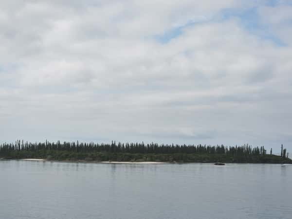 island coastline trees water