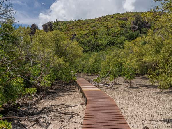 boardwalk mangrove forest hillside