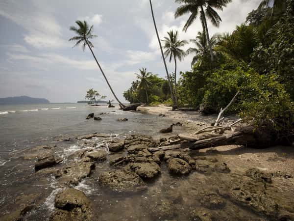 tropical coastline palm trees ocean