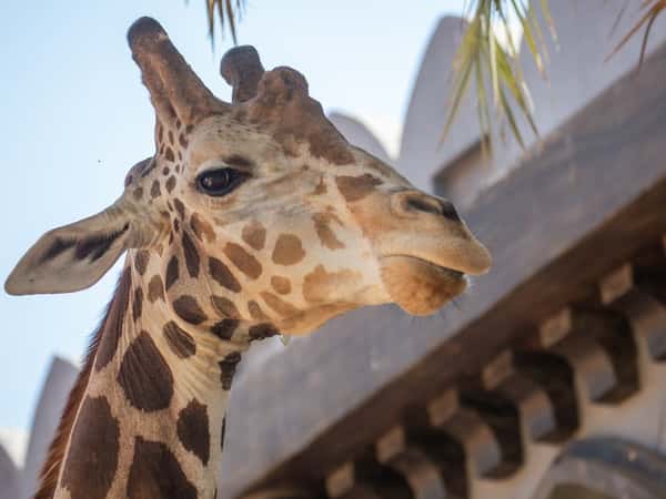 Abu Dhabi Cruise Port: Shore Excursions & Expert Guide