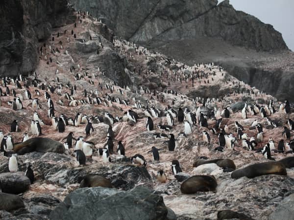 penguin seal colony rocky shore