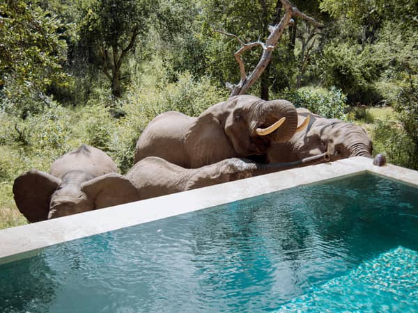 Royal Malewane, South Africa — Royal Malewane - Luxury Suite at Malewane Lodge