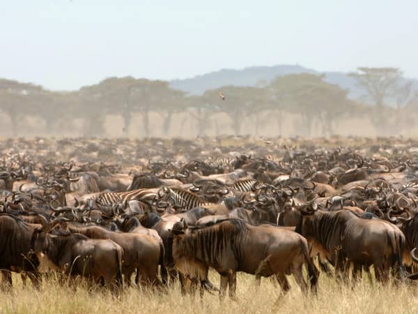 andBeyond Serengeti under Canvas Camp, Tanzania — andBeyond Serengeti under Canvas Camp