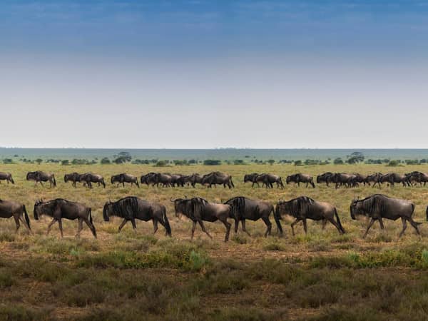 andBeyond Serengeti under Canvas Camp, Tanzania — andBeyond Serengeti under Canvas Camp