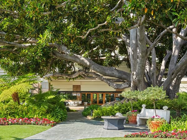 Fairmont Miramar Hotel & Bungalows, United States — Fairmont Miramar Hotel & Bungalows - Front Drive - Moreton Bay Fig Tree
