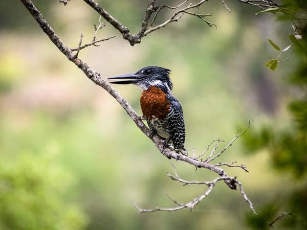 Singita Lebombo & Sweni Lodges, South Africa — Singita Lebombo & Sweni Lodges