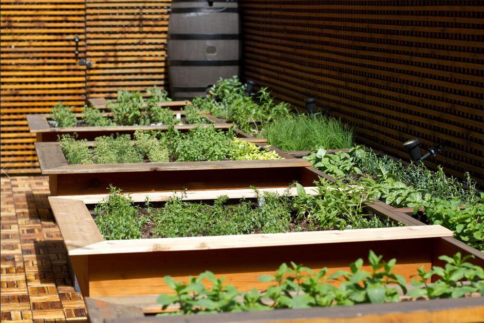 Sofitel Montreal Golden Mile, Canada — Sofitel Montreal Golden Mile - Chef's Herbs Garden
